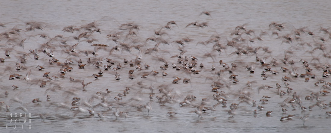 Grays Harbor Shorebird Migration