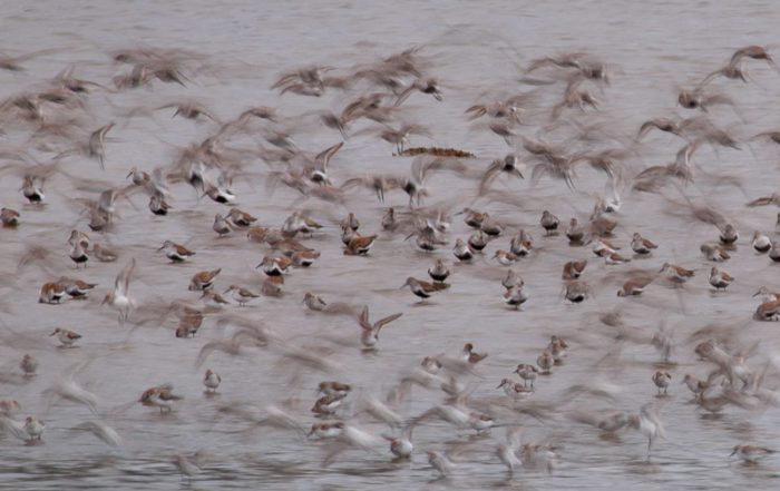 Grays Harbor Shorebirds