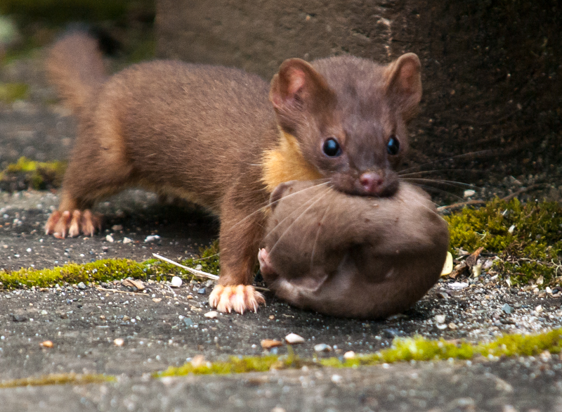 Grays Harbor Long-Tailed Weasel with Kit Baby