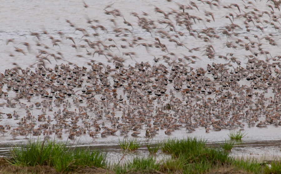 Shorebird Migration at Grays Harbor