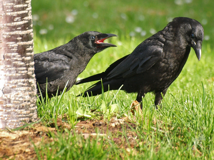 Fledgling Crow and Parent