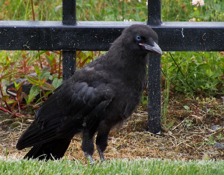 Fledgling Crow with blue eyes