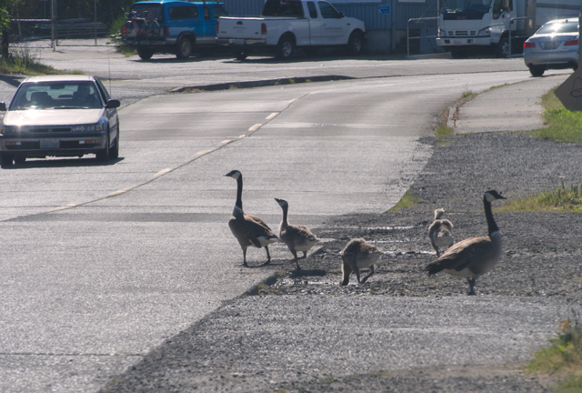 Canada Goslings by Road