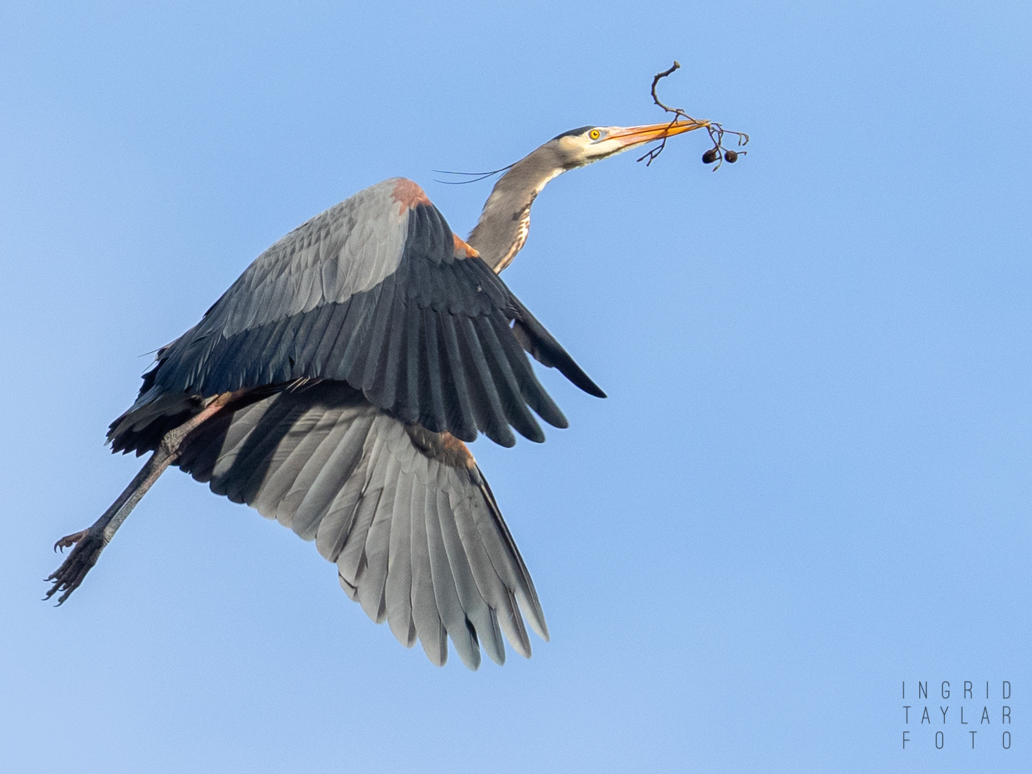 Great Blue Heron Flying to Nest with Branch