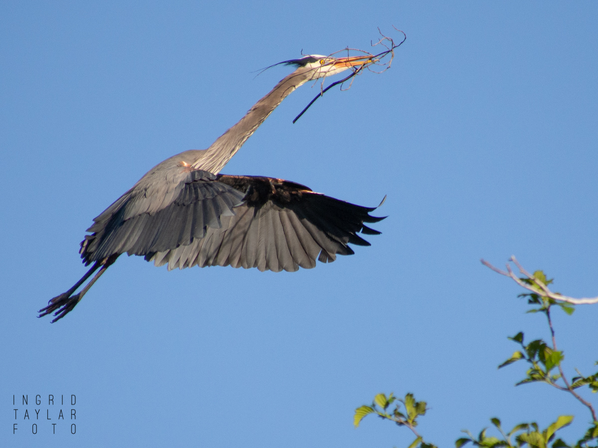 Great Blue Heron Building Nest in Seattle