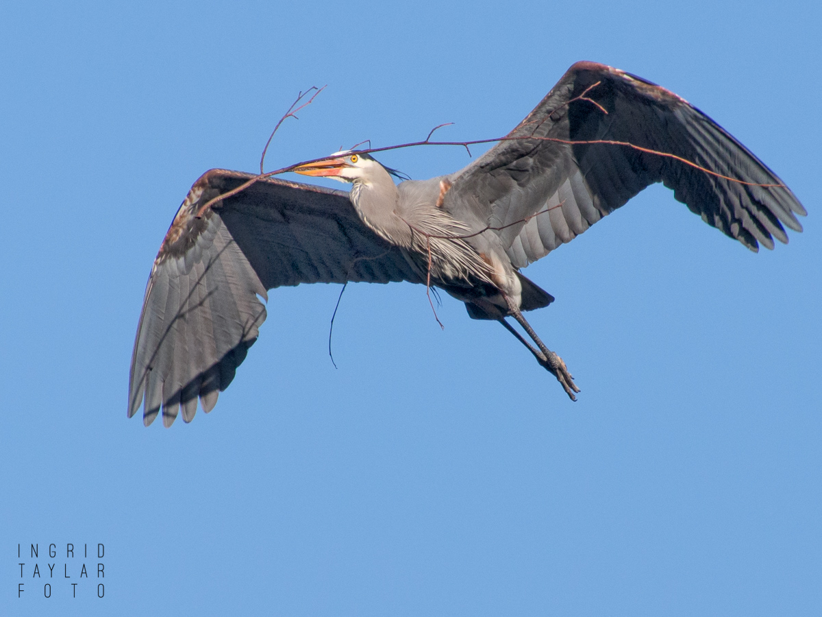 Great Blue Heron Building Nest