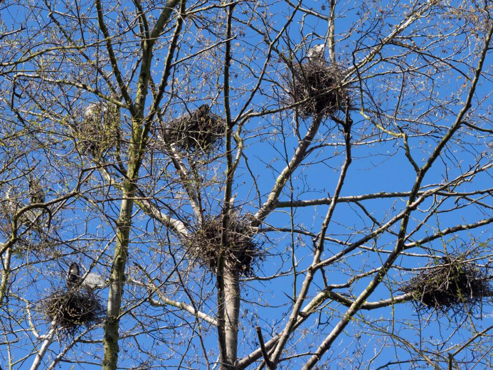 Great Blue Heron Nests in Rookery