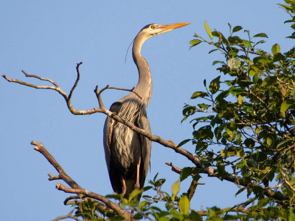 Great Blue Heron Perched in Tree