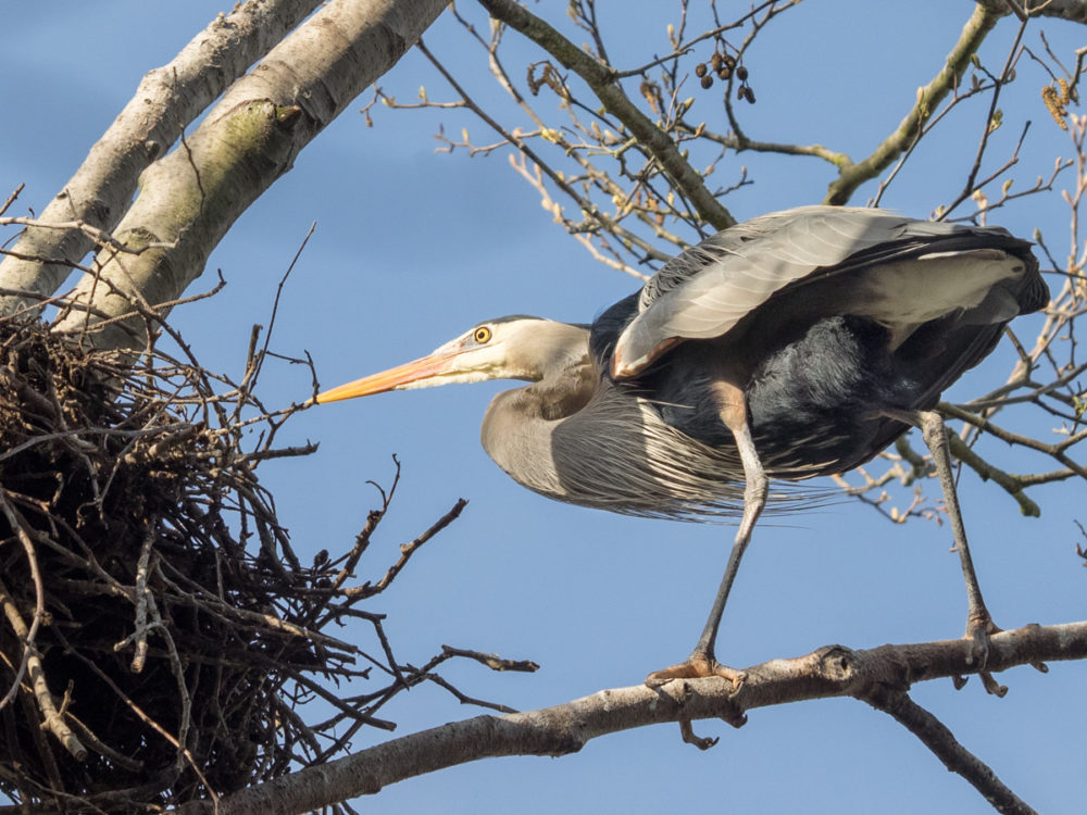 Great Blue Heron at Nest in Seattle