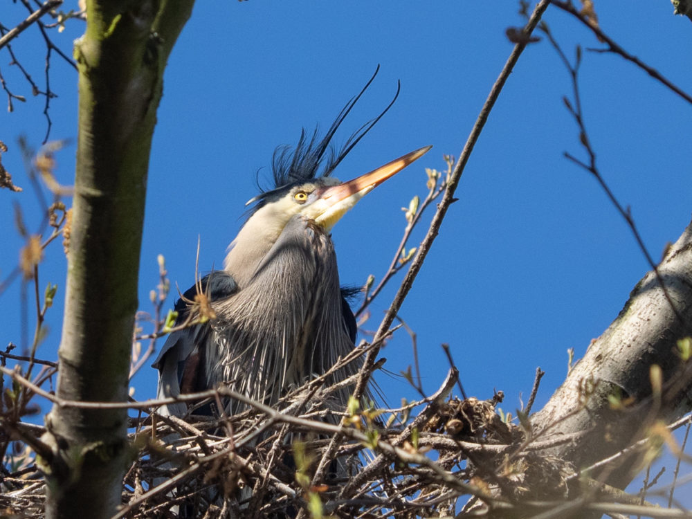 Great Blue Heron in Nest