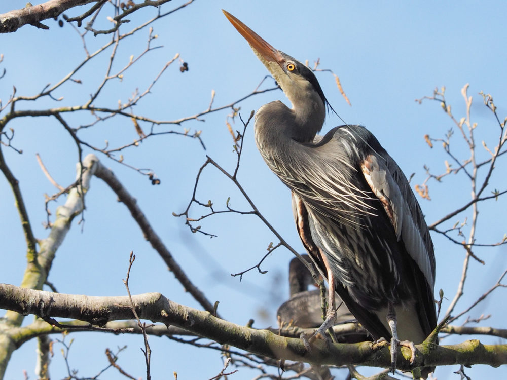 Great Blue Heron in Seattle Nesting Tree