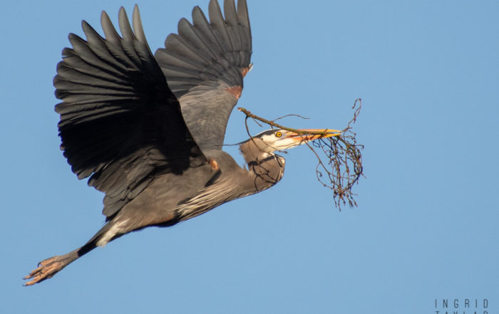 Great Blue Heron Building Nest at Ballard Locks