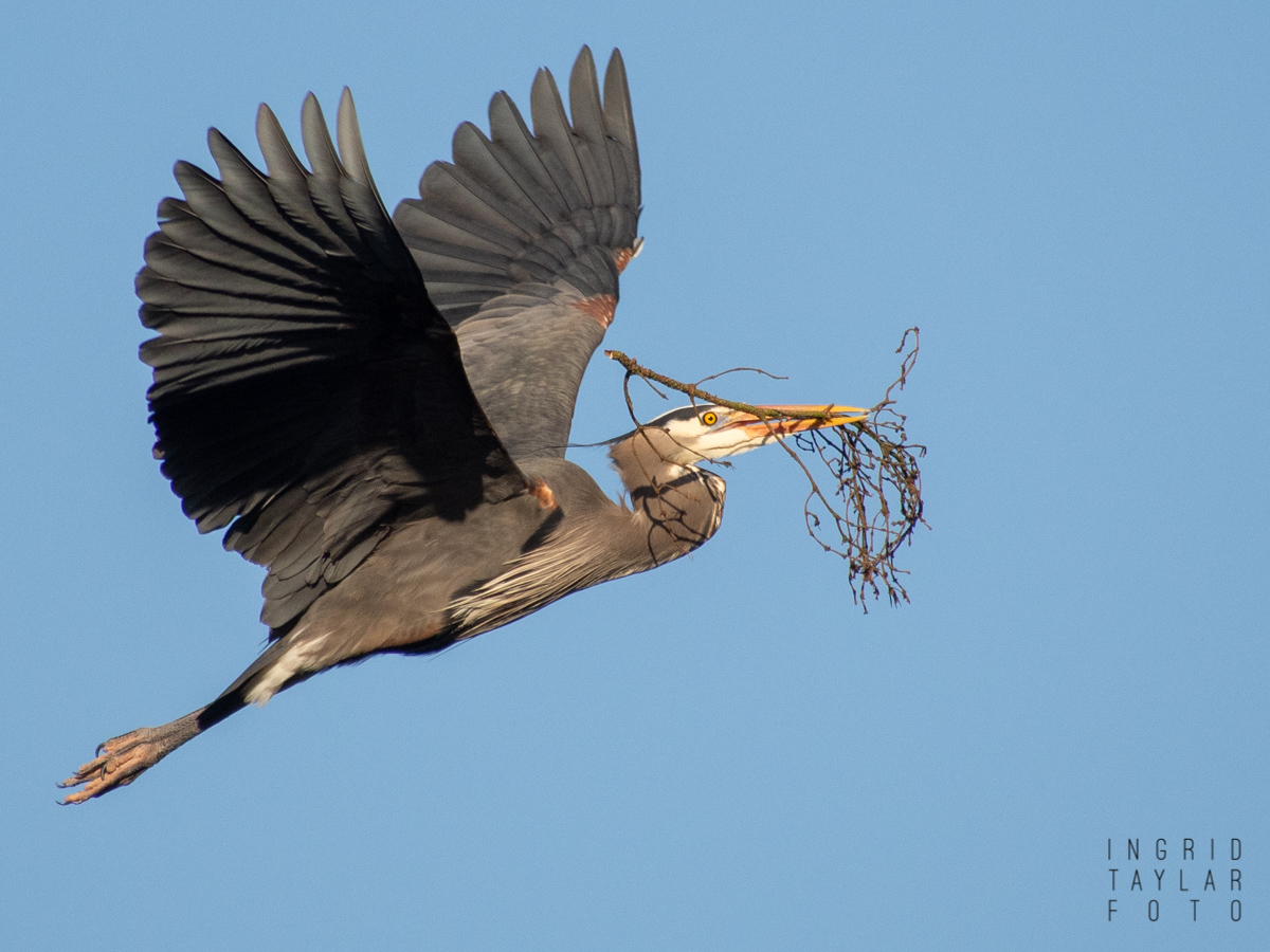 Great Blue Heron Building Nest at Ballard Locks