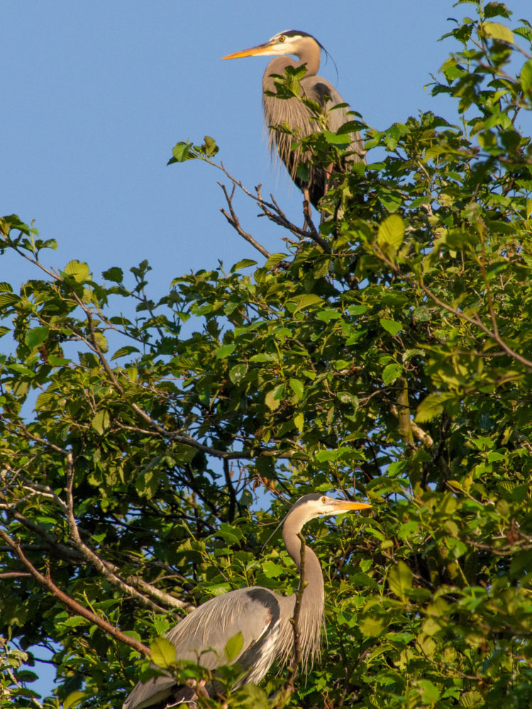 Great Blue Herons in Seattle Rookery