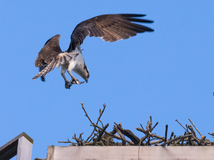 Osprey Bringing Fish to Nest