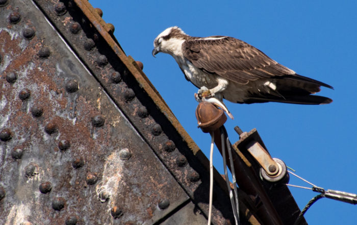 Osprey Sleeping with Fish in Talons