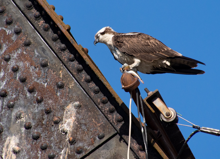 Osprey Sleeping with Fish in Talons