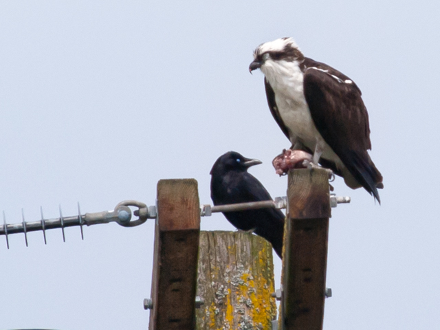 Osprey Sitting Near Crow