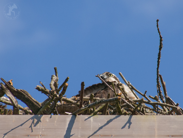 Osprey in Nest