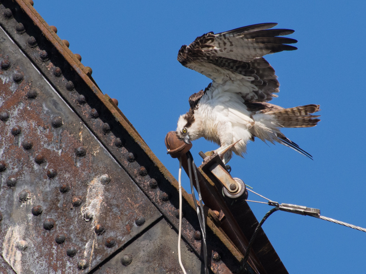 Osprey on Bridge