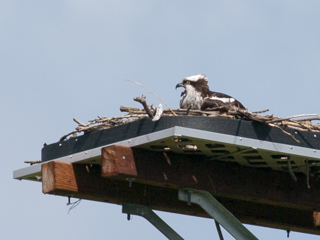 Osprey on Nesting Platform