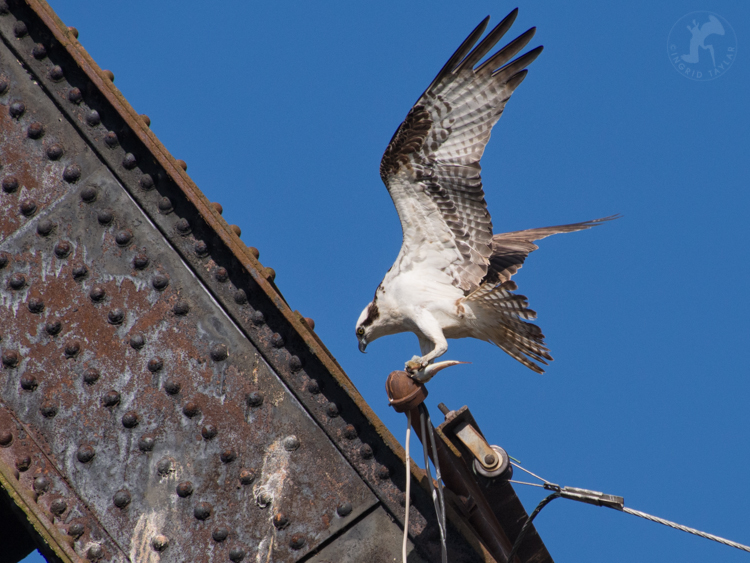 Osprey on Railroad Bridge