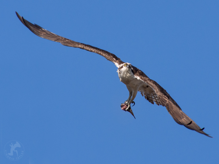 Osprey with Fish