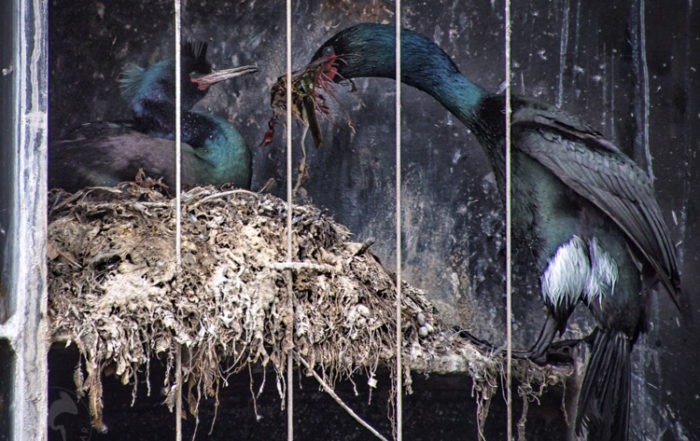 Pelagic Cormorants Nesting