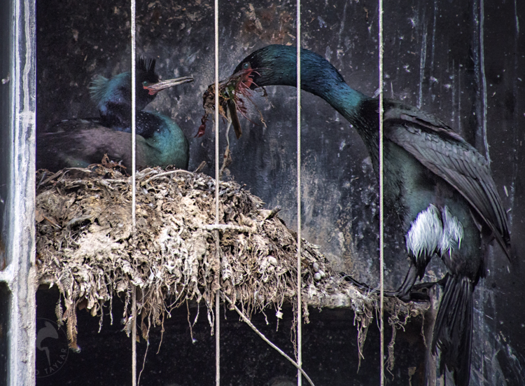 Pelagic Cormorants Nesting