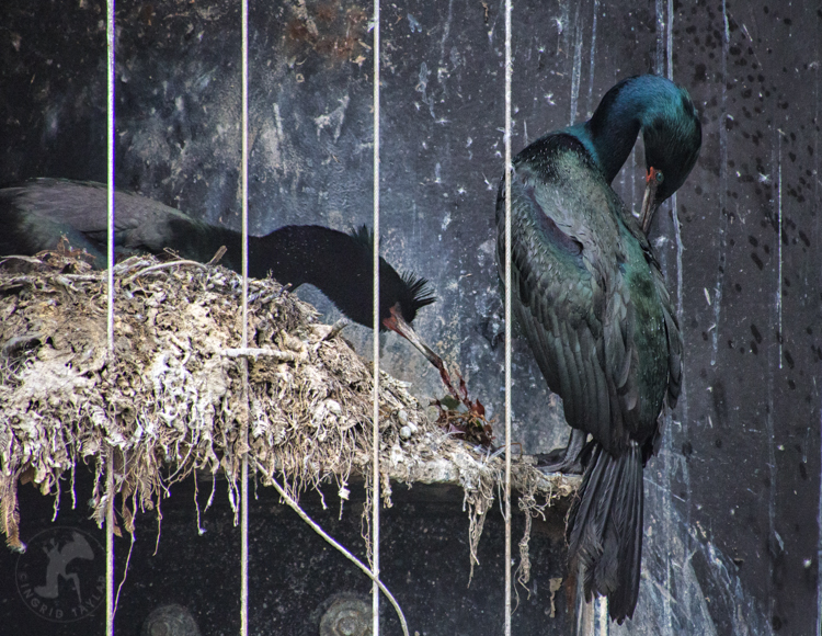 Pelagic Cormorants Nesting