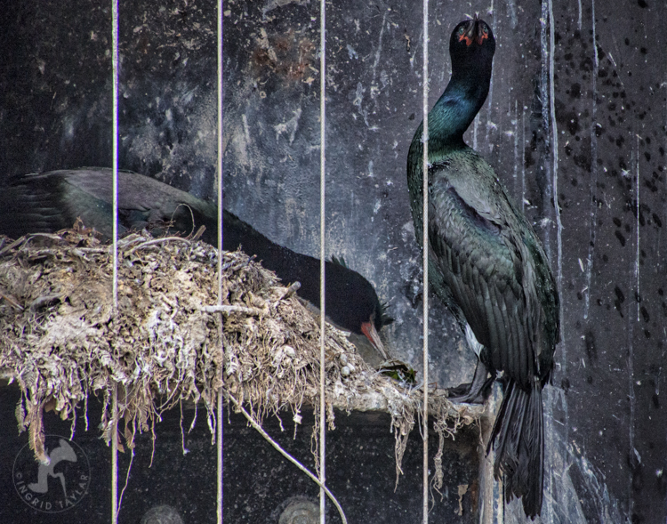 Pelagic Cormorants Nesting