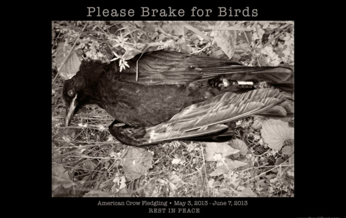 Please Brake for Birds
