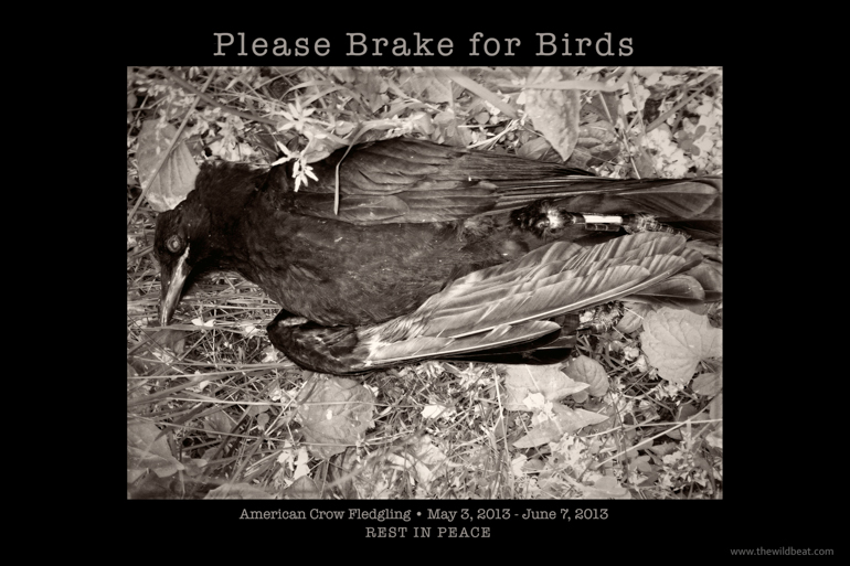 Please Brake for Birds