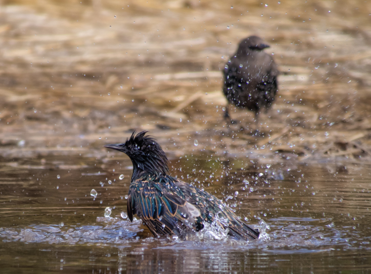 European Starlings Bathing