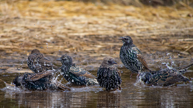 European Starlings Bathing