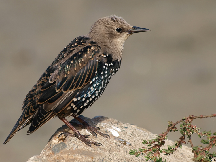 Immature European Starling Immature European Starling