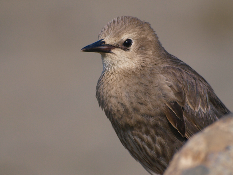 Immature European Starling