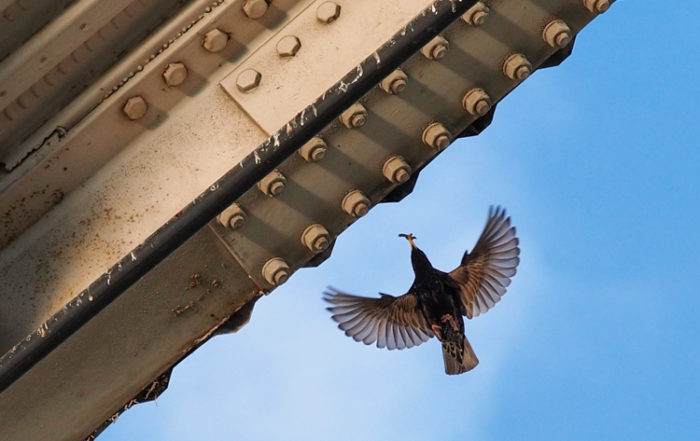 European Starling at Nest