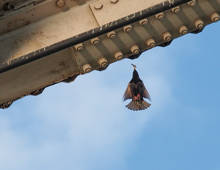 European Starling at urban nest