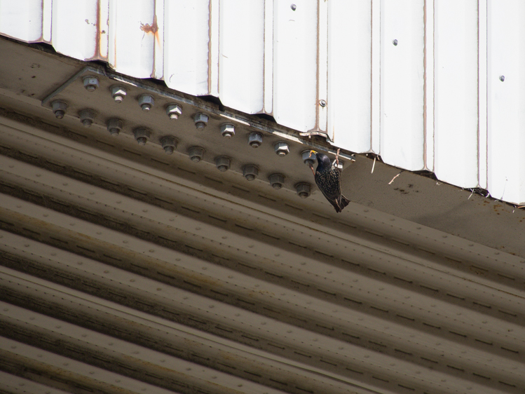 European Starling at urban nest