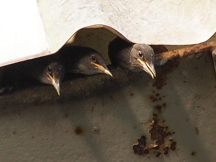 European Starling Nestlings