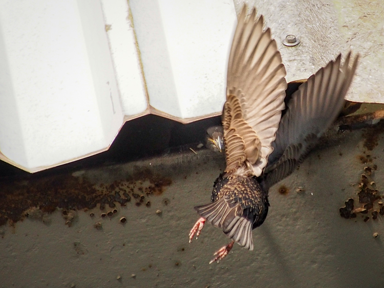 European Starling parent at nest