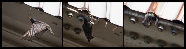 European Starling Nest in building