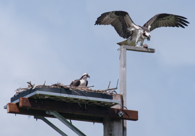 Two Ospreys on Nesting Platform