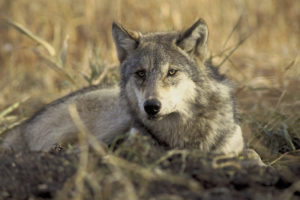 Gray Wolf USFWS Photo