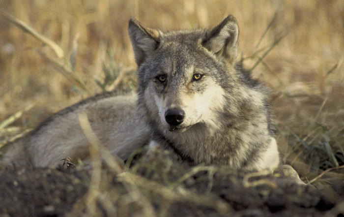 Gray Wolf USFWS Photo