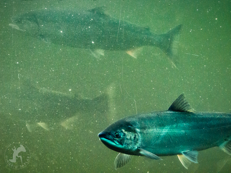 Ballard Locks Salmon Ladder 1