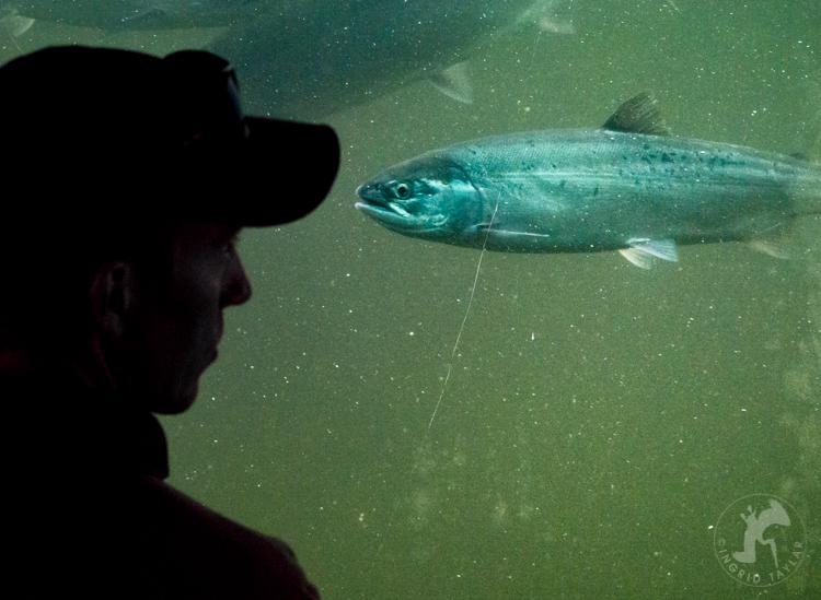 Ballard Locks Salmon Ladder