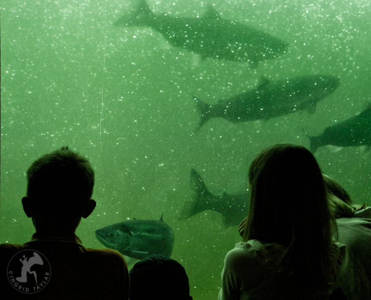 Ballard Locks Salmon Ladder