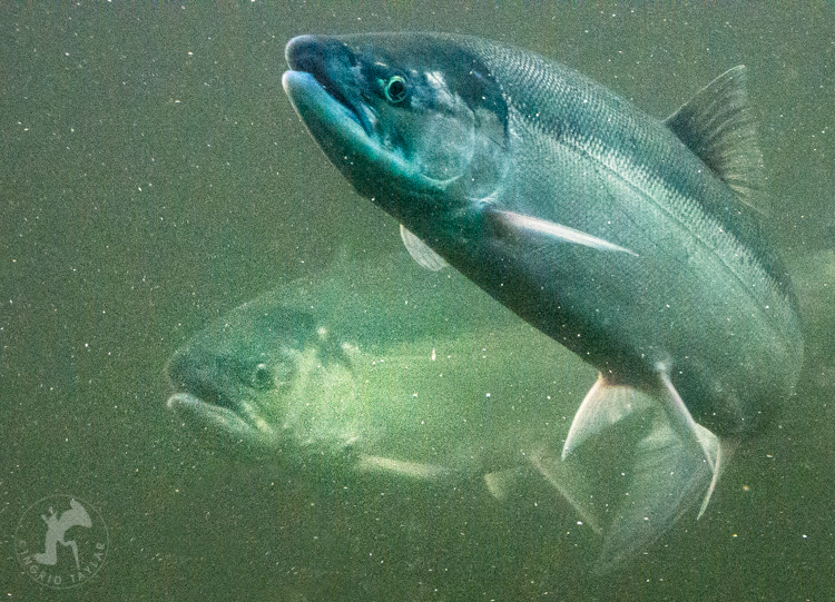 Ballard Locks Salmon Ladder